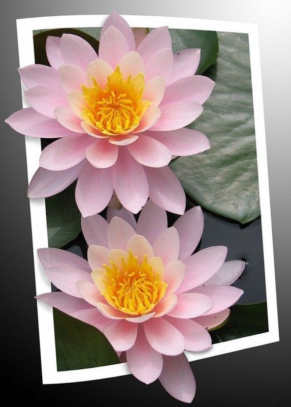 LOTUS BLESSINGS